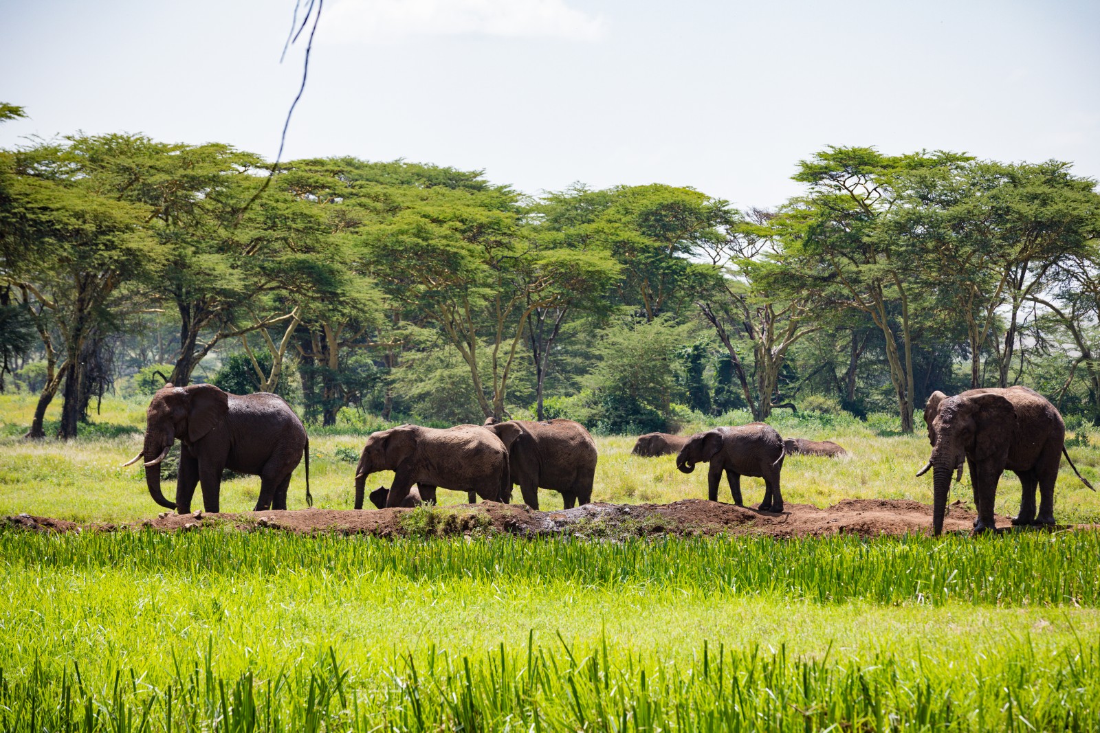 Photograph of Mole National Park